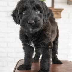 Assorted Doodle Crosses, Bernedoodle, Double Doodle, Goldendoodle, Labradoodle, and Whoodle Puppies from Our Little Farm Life Doodles
