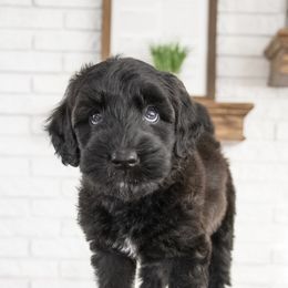 Assorted Doodle Crosses, Bernedoodle, Double Doodle, Goldendoodle, Labradoodle, and Whoodle Puppies from Our Little Farm Life Doodles