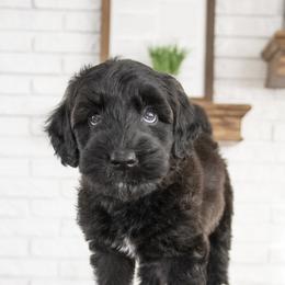 Assorted Doodle Crosses, Bernedoodle, Double Doodle, Goldendoodle, Labradoodle, and Whoodle Puppies from Our Little Farm Life Doodles