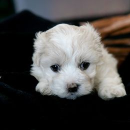 Maltipoo Puppies from Dorothy Bunch's Maltipoos