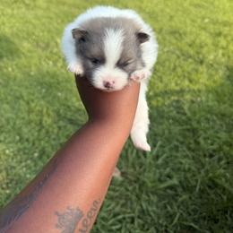 American Pit Bull Terrier, Chow Chow, and Pomeranian Puppies from Pits and Poms LLC