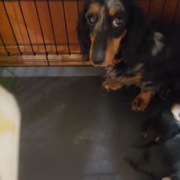 Paisley - Dachshund