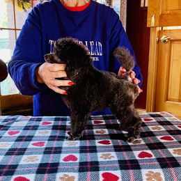 Poodle Puppies from Heritage Toy Poodles