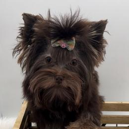 Chloe - Yorkshire Terrier