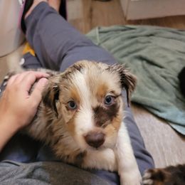 Australian Shepherd Puppies from Howlin' Wolf K9's