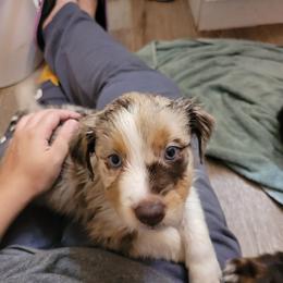 Australian Shepherd Puppies from Howlin' Wolf K9's