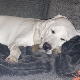 Hattie - Dilute Retriever