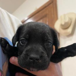 Violet - Black female Cane Corso puppy in San Isidro, Texas from MTZCC Ranch, LLC