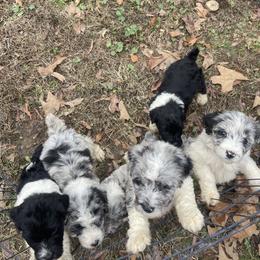 Aussiedoodle, Australian Shepherd, and Catahoula Leopard Dog Puppies from C&S Kennels