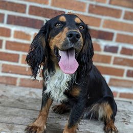 Levi - English Cocker Spaniel