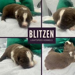 Blitzen - Red & white male Australian Shepherd puppy in Lexington, South Carolina from Lightspeed Kennels