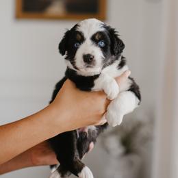 Jasper (CL18) - Black tri-color male Australian Shepherd puppy in Bertram, Texas from Sky to Haven Aussies