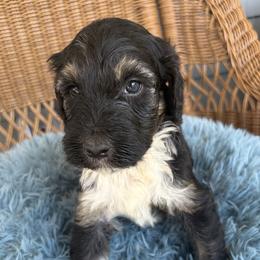 Walter - Phantom male Bernedoodle puppy in Rochester, Massachusetts from Harmony Hill Doodles