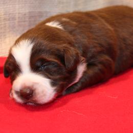Belle - Red & white female Australian Shepherd puppy in Plantersville, Texas from Jak Se Auss