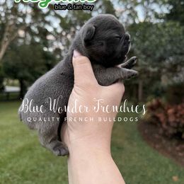 Key Lime - Tricolors male French Bulldog puppy in Loxahatchee, Florida from Blue Wonder Frenchies