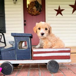 Poppy - Red  female Goldendoodle puppy in Rose Hill, North Carolina from Red Door Canines