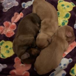 Buddy - Red male Dachshund puppy in Milroy, Pennsylvania from Not Your Average Weiner