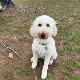 Kona - Goldendoodle