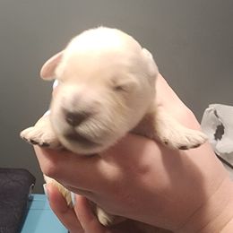 Girl 4 - female Golden Retriever puppy in Carlisle, Ohio from Hermosa Havanese and Golden Retrievers