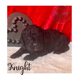 Knight - Black male Bernedoodle puppy in Belleville, Michigan from Moose Tracks Bernedoodles