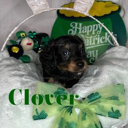 Clover - Black and cream male Dachshund puppy in Monitor, Washington from Shannon Dolly’s Dachshunds