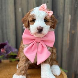Wave - female Australian Mountain Doodle puppy in Miami, Florida from Jade’s Paws & Co. Of Miami LLC