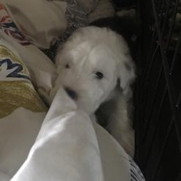 Old English Sheepdog Puppies from Ridgeruns OES