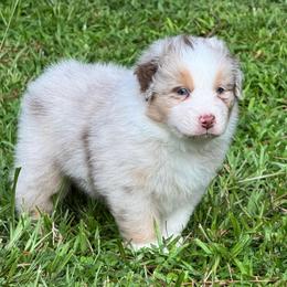 Zed (short tail) - Red merle male Australian Shepherd puppy in Jacksonville, Florida from Solace Australian Shepherds