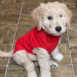 Goldendoodles and Labradoodles from Cloverdale Doodles LLC.