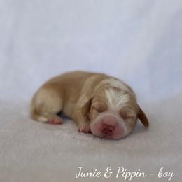 Tide - Caramel male Australian Labradoodle puppy in Belding, Michigan from Rutu Australian Labradoodles
