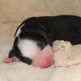BINX - Black tri-color male Australian Shepherd puppy in Star City, Arkansas from Blush & Lace Aussie Co.