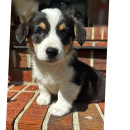 Tofu - Black and tan male Pembroke Welsh Corgi puppy in Saint George, South Carolina from Carolina cotton candy corgis