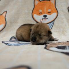 Orange Collar - Red sesame female Shikoku puppy in Pennsylvania from Aoiyama Sou Shikoku Kennel