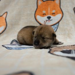 Orange Collar - Red sesame female Shikoku puppy in Pennsylvania from Aoiyama Sou Shikoku Kennel