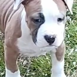 American Staffordshire Terrier Puppies from Edelhaus Kennel