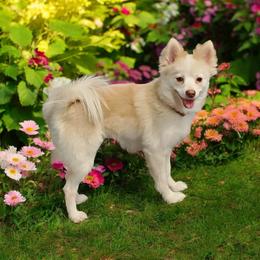 Luna - Pomsky
