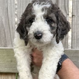 Hank - Parti Goldendoodle puppy in Morrow, Ohio from RemiRoodles