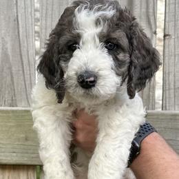 Hank - Parti Goldendoodle puppy in Morrow, Ohio from RemiRoodles
