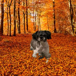 Angel - Shih Tzu