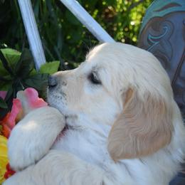 Golden Retriever and Jack Russell Terrier Puppies from VS Golden Fields