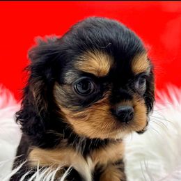 Captain fantastic - Black and tan male Cavalier King Charles Spaniel puppy in Saint Augustine, Florida from STARGAZER CAVALIERS
