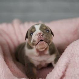 Bulldog Puppies from Bougie Bullies & Birds LLC