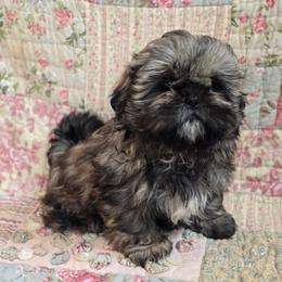 Carlie - Brindle female Shih Tzu puppy in Mountain Grove, Missouri from Precious Puppies