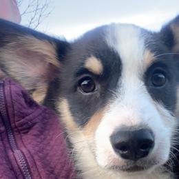 Boy 2 - Pembroke Welsh Corgi puppy in Missouri from Cooler Farms Corgis