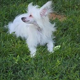 Filip - White male Chinese Crested puppy in Amarillo, Texas from Victoria's Chinese Cresteds Long Star Angels