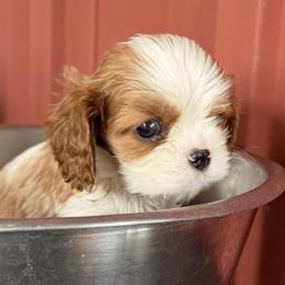 Boy 2 - male Cavalier King Charles Spaniel puppy in Almont, Michigan from Mtn to Sea