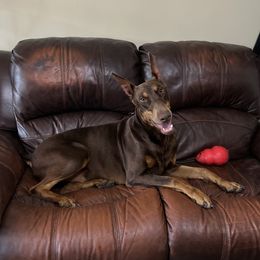 Tiberius - Doberman Pinscher