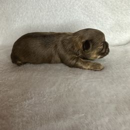 Boy 1 - Chocolate and tan male Shih Tzu puppy in Milford, Delaware from Spunky Shih-Tzus Delaware (Spunky Shih-Tzus)