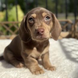 Dachshund Puppies from Bear Creek