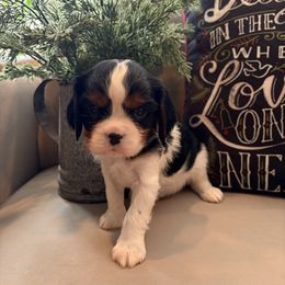 Charlie - Tri-color male Cavalier King Charles Spaniel puppy in Maryland from Trina’s Little Lap Dogs